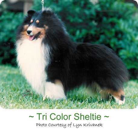 sheltie tricolor