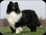 Bi Black Sheltie