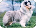 Blue Merle Color