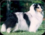 Blue Merle