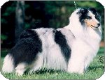 Blue Merle Color