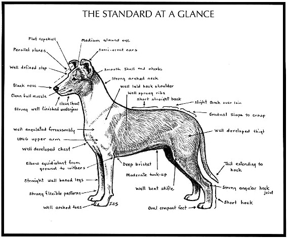 Illustrated Standard | Shetland Sheepdog