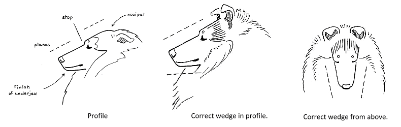 Head - Correct Wedge