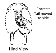 Hind View